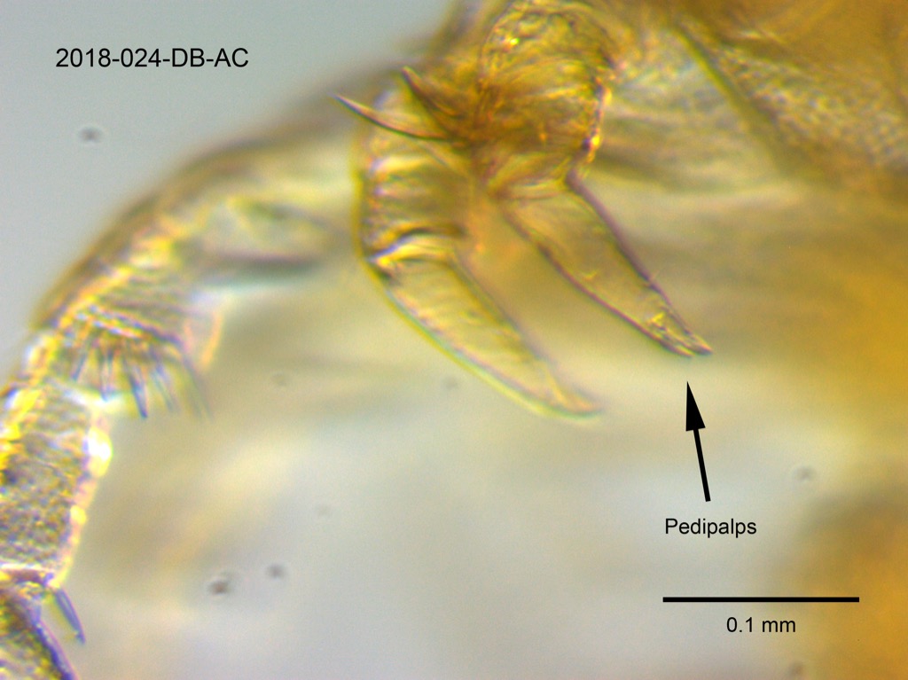 pedipalps lateral