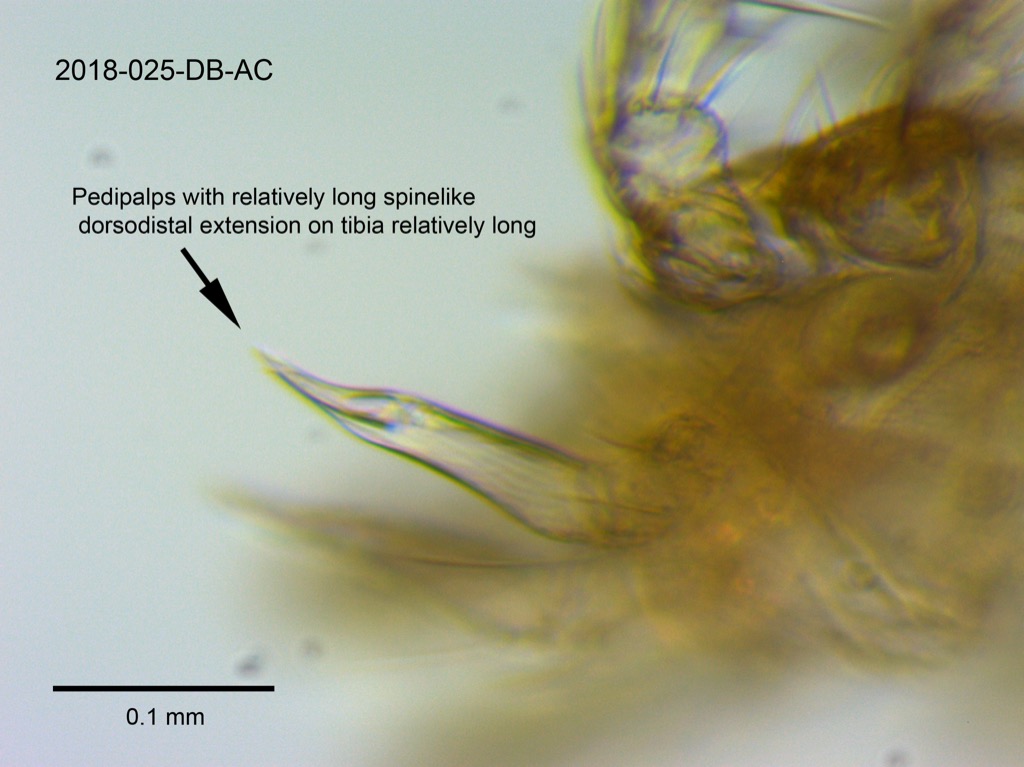 pedipalps lateral
