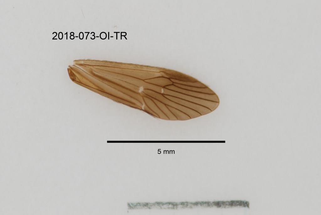 forewing