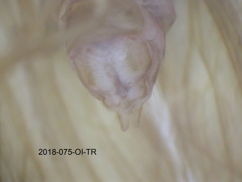 genitalia ventral