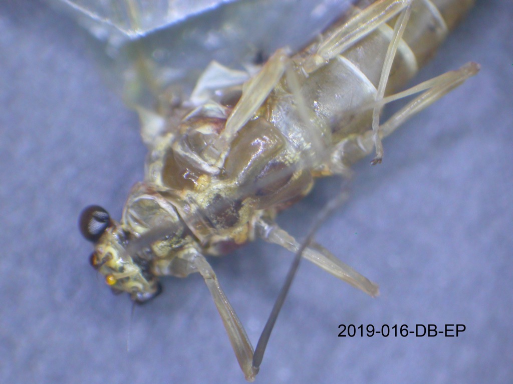 thorax ventral