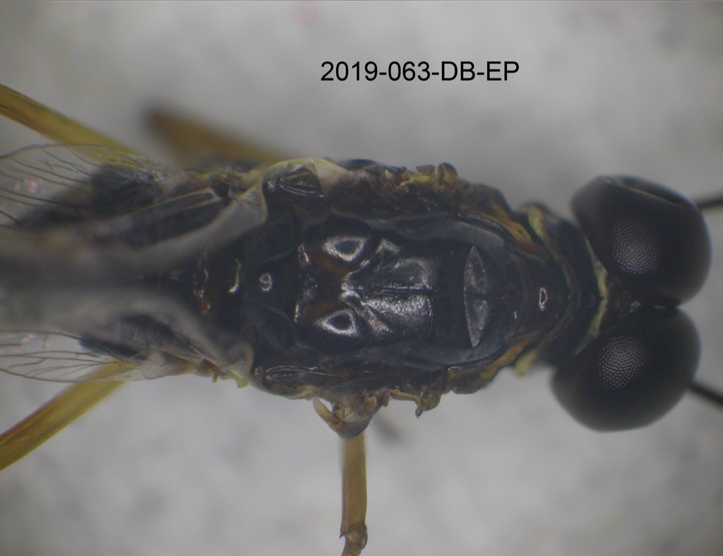 head and thorax dorsal
