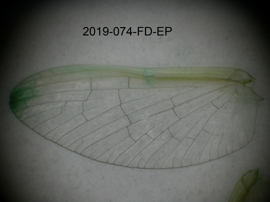 forewing