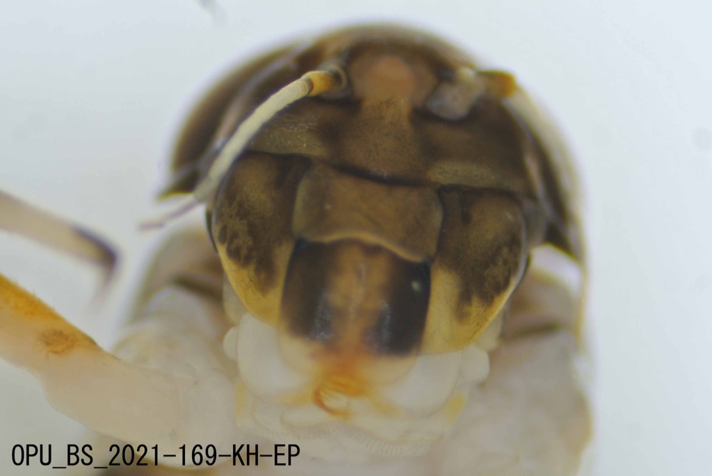 mouth ventral