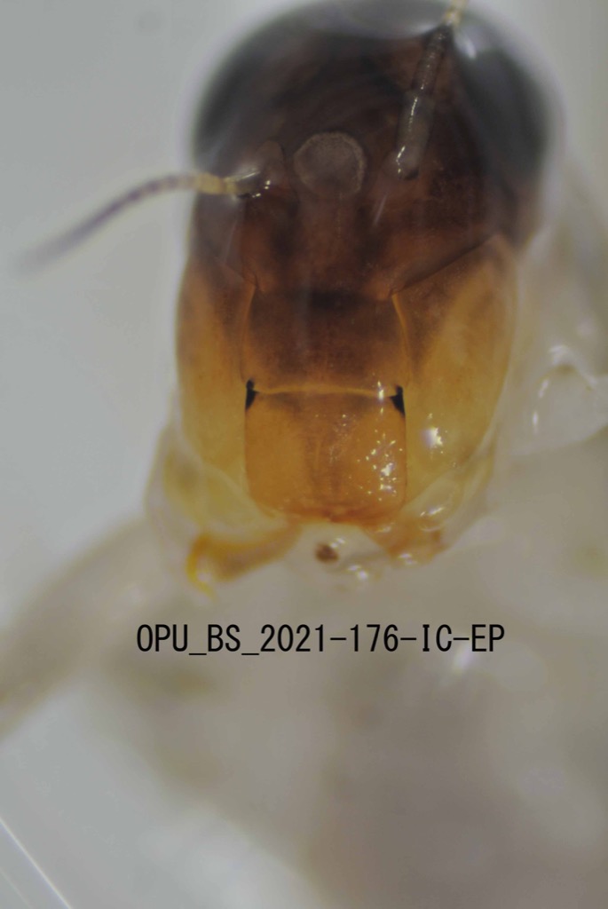 mouth ventral
