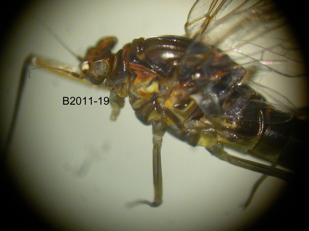 head and thorax lateral