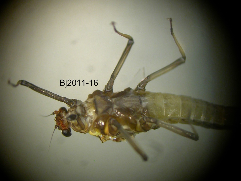 head and thorax ventral