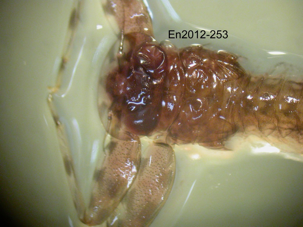 head and thorax dorsal