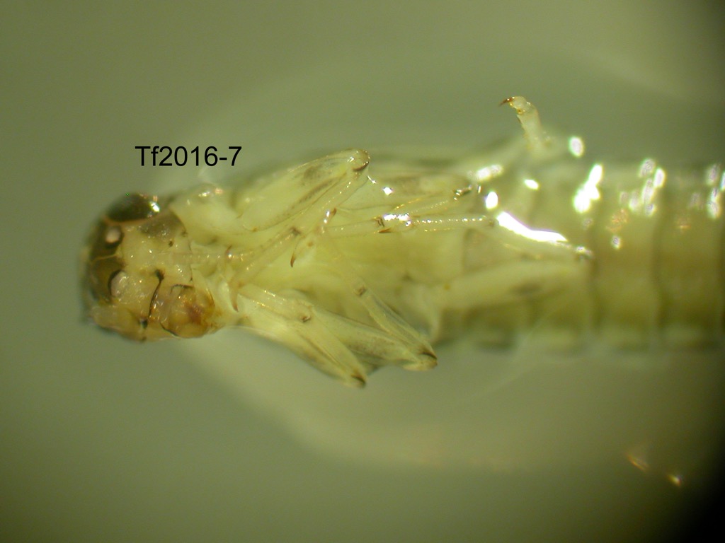 head and thorax ventral