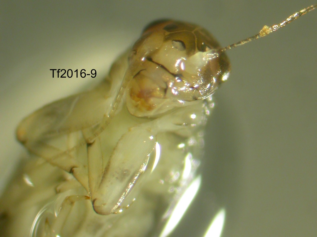 head and thoras ventral